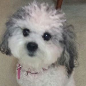 Meet your Posher, Robin